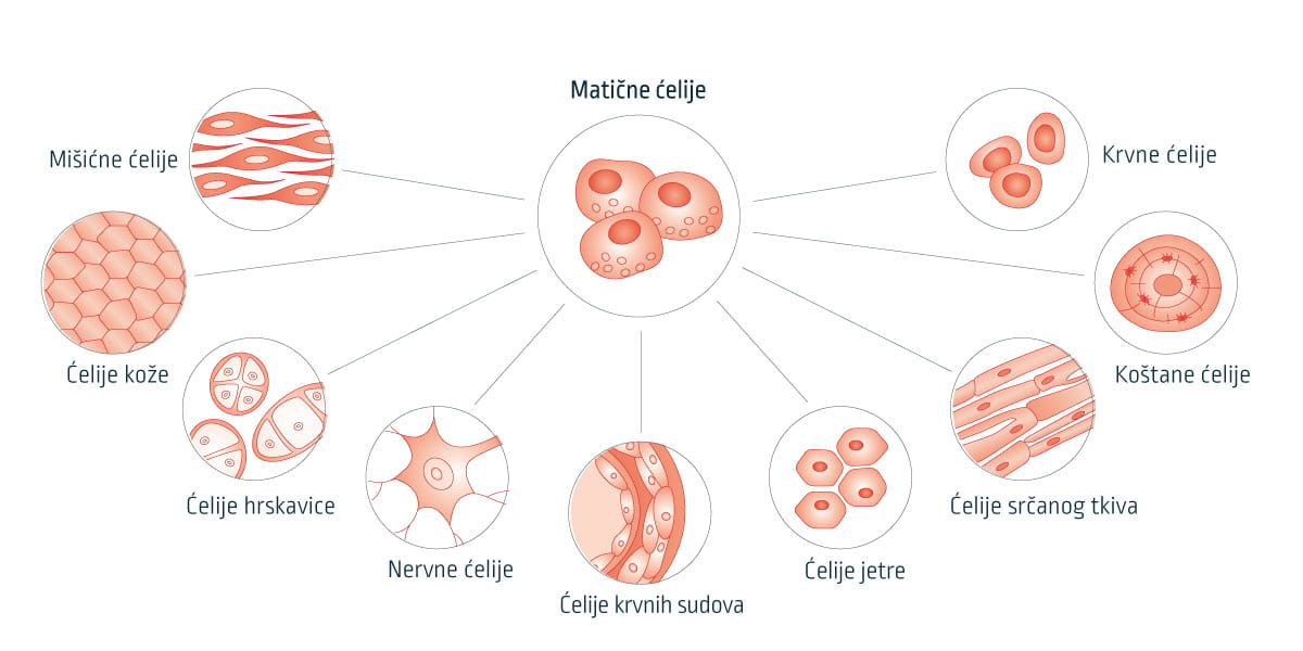 JEDINSTVENA REGENERATIVNA MOĆ MATIČNIH ĆELIJA